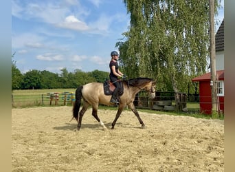 Cruzado, Wallach, 4 Jahre, 166 cm, Buckskin