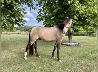 Cruzado, Wallach, 4 Jahre, 166 cm, Buckskin