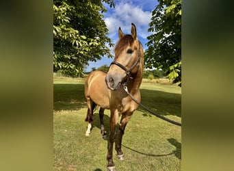 Cruzado, Wallach, 4 Jahre, 166 cm, Buckskin