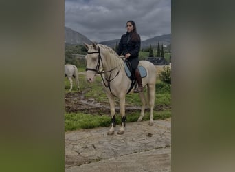 Cruzado, Wallach, 4 Jahre, Cremello