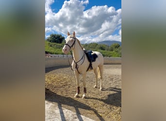 Cruzado, Wallach, 4 Jahre, Cremello