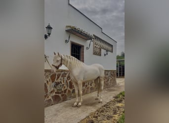 Cruzado, Wallach, 4 Jahre, Cremello