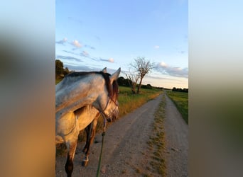 Cruzado, Wallach, 5 Jahre, 150 cm, Apfelschimmel