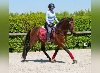 Cruzado, Wallach, 5 Jahre, 150 cm, Brauner