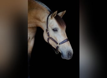 Cruzado, Wallach, 5 Jahre, 150 cm, Buckskin
