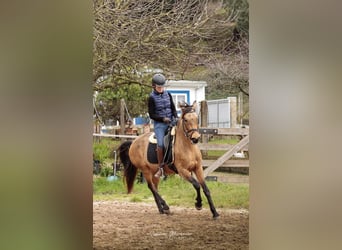 Cruzado, Wallach, 5 Jahre, 150 cm, Buckskin