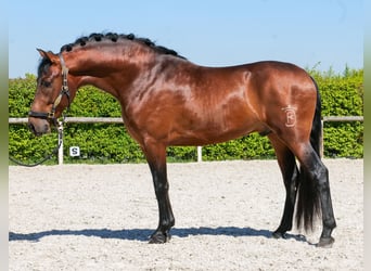 Cruzado, Wallach, 5 Jahre, 150 cm