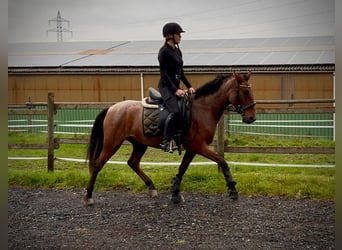Cruzado, Wallach, 5 Jahre, 150 cm, Roan-Red
