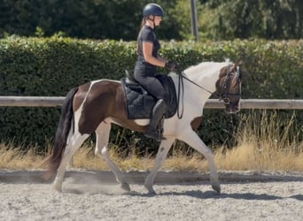 Cruzado, Wallach, 5 Jahre, 150 cm, Schecke