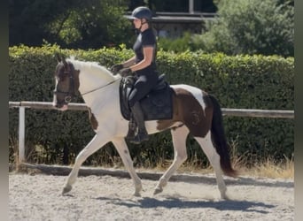 Cruzado, Wallach, 5 Jahre, 150 cm, Schecke