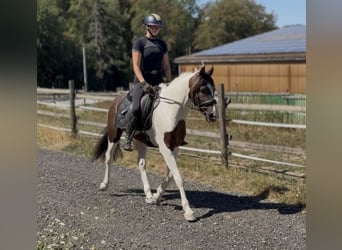 Cruzado, Wallach, 5 Jahre, 150 cm, Schecke