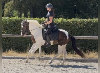 Cruzado, Wallach, 5 Jahre, 150 cm, Schecke