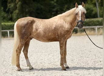 Cruzado, Wallach, 5 Jahre, 157 cm, Palomino