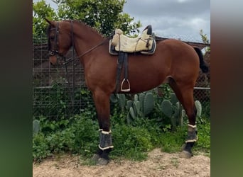 Cruzado, Wallach, 5 Jahre, 160 cm, Brauner