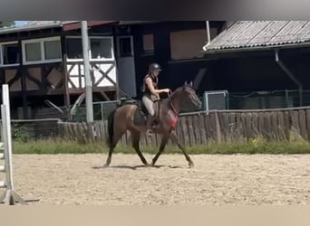 Cruzado, Wallach, 5 Jahre, 160 cm, Brauner