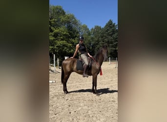 Cruzado, Wallach, 5 Jahre, 160 cm, Brauner