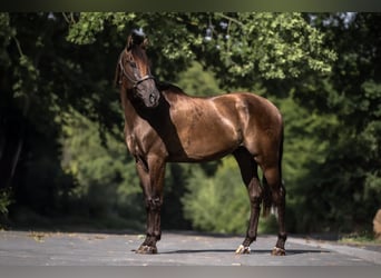 Cruzado, Wallach, 5 Jahre, 160 cm, Brauner