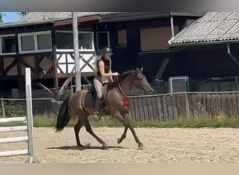 Cruzado, Wallach, 5 Jahre, 160 cm, Brauner