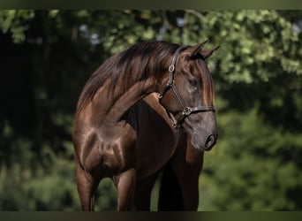 Cruzado, Wallach, 5 Jahre, 160 cm, Brauner