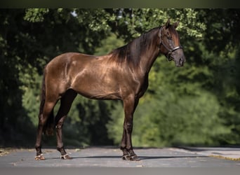 Cruzado, Wallach, 5 Jahre, 160 cm, Brauner