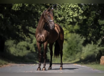 Cruzado, Wallach, 5 Jahre, 160 cm, Brauner