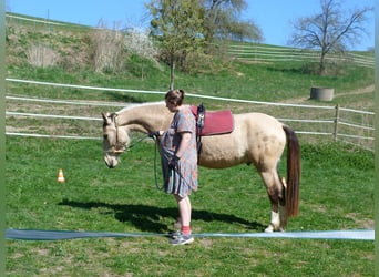 Cruzado, Wallach, 5 Jahre, 160 cm, Buckskin