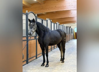 Cruzado Mix, Wallach, 5 Jahre, 162 cm, Rappschimmel