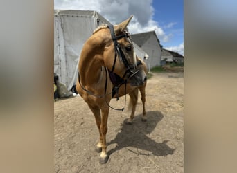 Cruzado, Wallach, 5 Jahre, 163 cm, Palomino