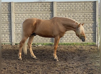 Cruzado, Wallach, 5 Jahre, 163 cm, Palomino