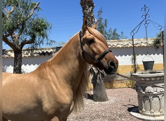 Cruzado, Wallach, 5 Jahre, 164 cm, Fuchs