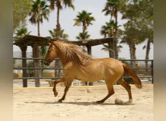 Cruzado, Wallach, 5 Jahre, 164 cm, Fuchs