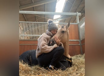 Cruzado, Wallach, 5 Jahre, 165 cm, Falbe