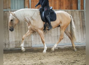 Cruzado, Wallach, 5 Jahre, 167 cm, Palomino