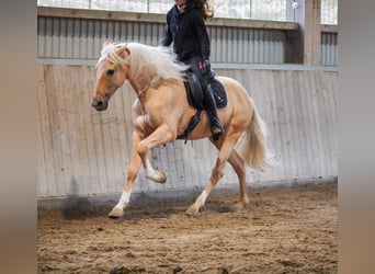 Cruzado, Wallach, 5 Jahre, 167 cm, Palomino