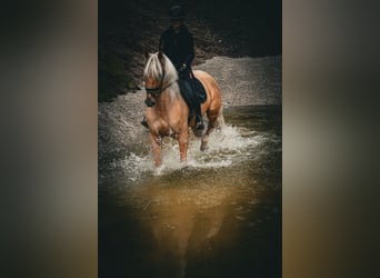 Cruzado, Wallach, 5 Jahre, 167 cm, Palomino
