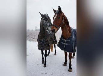 Cruzado Mix, Wallach, 5 Jahre