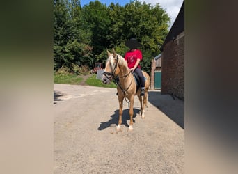 Cruzado, Wallach, 5 Jahre, Palomino