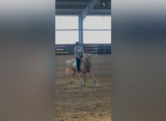 Cruzado, Wallach, 5 Jahre, Palomino