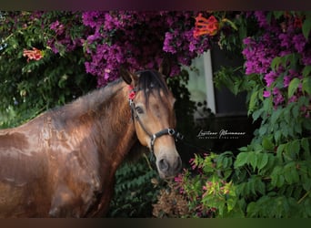 Cruzado, Wallach, 6 Jahre, 150 cm, Buckskin