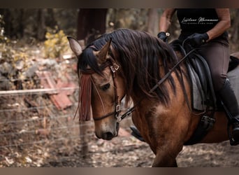 Cruzado, Wallach, 6 Jahre, 150 cm, Buckskin