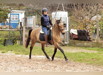 Cruzado, Wallach, 6 Jahre, 150 cm, Buckskin