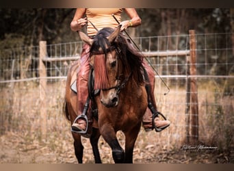 Cruzado, Wallach, 6 Jahre, 150 cm, Buckskin