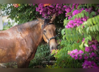 Cruzado, Wallach, 6 Jahre, 150 cm, Buckskin