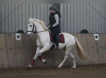 Cruzado, Wallach, 6 Jahre, 153 cm, Schimmel