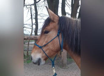 Cruzado, Wallach, 6 Jahre, 156 cm, Falbe