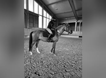 Cruzado Mix, Wallach, 6 Jahre, 156 cm, Fuchs