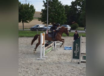 Cruzado Mix, Wallach, 6 Jahre, 156 cm, Fuchs