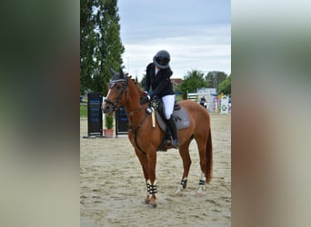 Cruzado Mix, Wallach, 6 Jahre, 156 cm, Fuchs