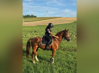 Cruzado Mix, Wallach, 6 Jahre, 156 cm, Fuchs