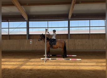 Cruzado Mix, Wallach, 6 Jahre, 160 cm, Brauner